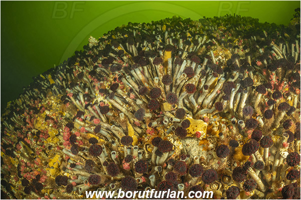 Seymour inlet, Vancouver island, British Columbia, Canada, Pacific ocean, Eudistylia vancouveri, Eudistylia, Sabellidae, Polychaeta, Northern Feather Duster Worm, Vancouver feather duster worm, Worm