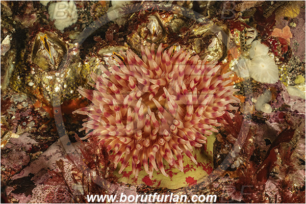 Port Hardy area, Vancouver island, British Columbia, Canada, Pacific ocean, Stomphia didemon, Stomphia, Actinostolidae, Anthozoa, Cnidaria, Cnidarian, Swimming anemone, Anemone