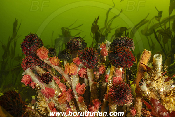 Seymour inlet, Vancouver island, British Columbia, Canada, Pacific ocean, Eudistylia vancouveri, Eudistylia, Sabellidae, Polychaeta, Northern Feather Duster Worm, Vancouver feather duster worm, Worm