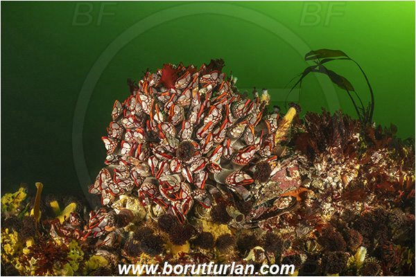 Seymour inlet, British Columbia, Canada, Pacific ocean, Pollicipes polymerus, Pollicipes, Pollicipedidae, Pollicipedomorpha, Crustacea, Crustacean, Nakwakto goose-neck barnacle, Barnacle, Reef