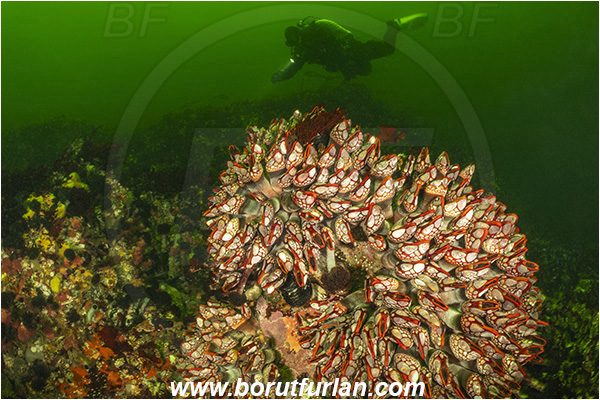 Seymour inlet, British Columbia, Canada, Pacific ocean, Pollicipes polymerus, Pollicipes, Pollicipedidae, Pollicipedomorpha, Crustacea, Crustacean, Nakwakto goose-neck barnacle, Barnacle, Reef, Diver