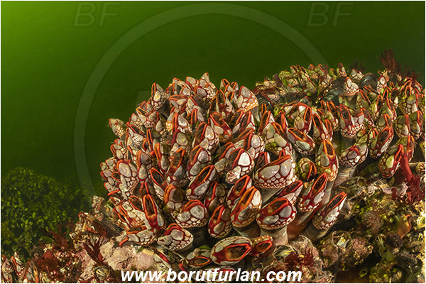 Seymour inlet, British Columbia, Canada, Pacific ocean, Pollicipes polymerus, Pollicipes, Pollicipedidae, Pollicipedomorpha, Crustacea, Crustacean, Nakwakto goose-neck barnacle, Barnacle, Reef