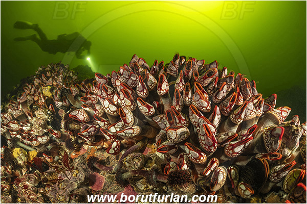 Seymour inlet, British Columbia, Canada, Pacific ocean, Pollicipes polymerus, Pollicipes, Pollicipedidae, Pollicipedomorpha, Crustacea, Crustacean, Nakwakto goose-neck barnacle, Barnacle, Reef, Diver
