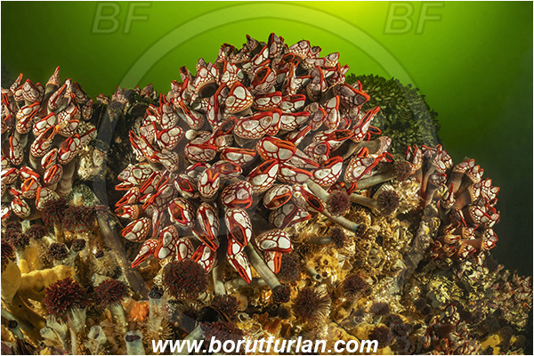 Seymour inlet, British Columbia, Canada, Pacific ocean, Pollicipes polymerus, Pollicipes, Pollicipedidae, Pollicipedomorpha, Crustacea, Crustacean, Nakwakto goose-neck barnacle, Barnacle, Reef