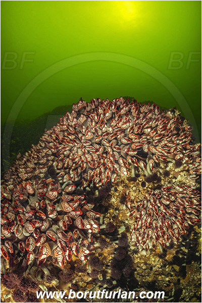 Seymour inlet, British Columbia, Canada, Pacific ocean, Pollicipes polymerus, Pollicipes, Pollicipedidae, Pollicipedomorpha, Crustacea, Crustacean, Nakwakto goose-neck barnacle, Barnacle, Reef