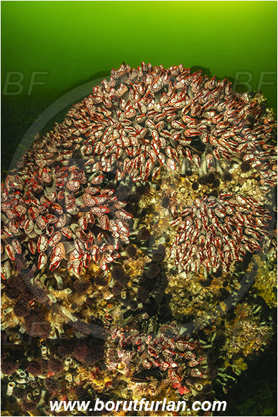 Seymour inlet, British Columbia, Canada, Pacific ocean, Pollicipes polymerus, Pollicipes, Pollicipedidae, Pollicipedomorpha, Crustacea, Crustacean, Nakwakto goose-neck barnacle, Barnacle, Reef