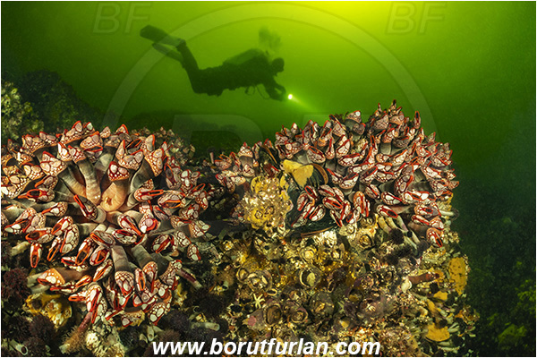 Seymour inlet, British Columbia, Canada, Pacific ocean, Pollicipes polymerus, Pollicipes, Pollicipedidae, Pollicipedomorpha, Crustacea, Crustacean, Nakwakto goose-neck barnacle, Barnacle, Reef, Diver