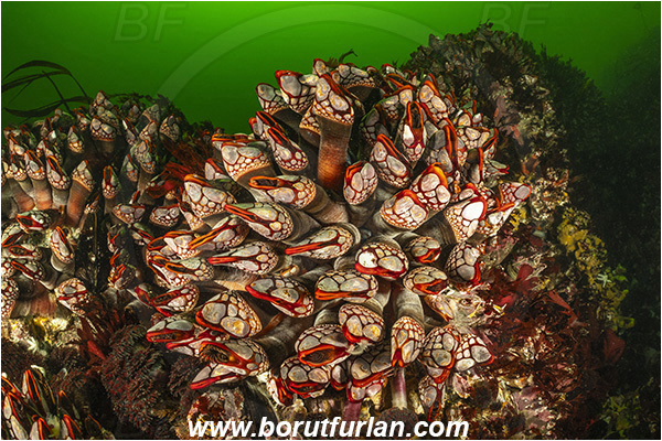 Seymour inlet, British Columbia, Canada, Pacific ocean, Pollicipes polymerus, Pollicipes, Pollicipedidae, Pollicipedomorpha, Crustacea, Crustacean, Nakwakto goose-neck barnacle, Barnacle, Reef