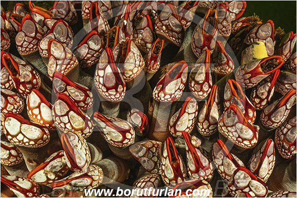 Seymour inlet, British Columbia, Canada, Pacific ocean, Pollicipes polymerus, Pollicipes, Pollicipedidae, Pollicipedomorpha, Crustacea, Crustacean, Nakwakto goose-neck barnacle, Barnacle, Abstract