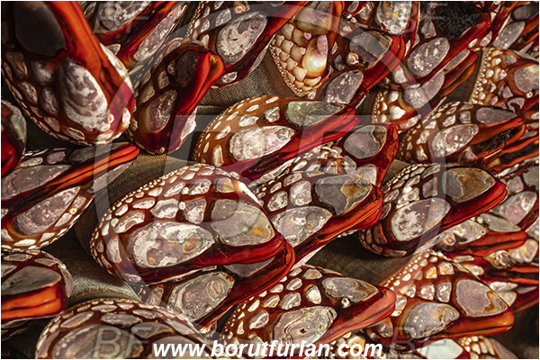 Seymour inlet, British Columbia, Canada, Pacific ocean, Pollicipes polymerus, Pollicipes, Pollicipedidae, Pollicipedomorpha, Crustacea, Crustacean, Nakwakto goose-neck barnacle, Barnacle, Abstract