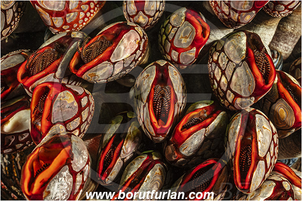 Seymour inlet, British Columbia, Canada, Pacific ocean, Pollicipes polymerus, Pollicipes, Pollicipedidae, Pollicipedomorpha, Crustacea, Crustacean, Nakwakto goose-neck barnacle, Barnacle, Abstract