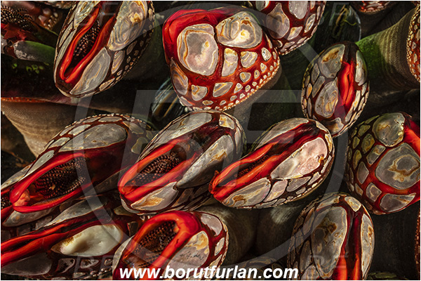 Seymour inlet, British Columbia, Canada, Pacific ocean, Pollicipes polymerus, Pollicipes, Pollicipedidae, Pollicipedomorpha, Crustacea, Crustacean, Nakwakto goose-neck barnacle, Barnacle, Abstract