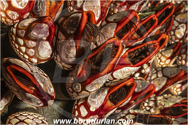 Seymour inlet, British Columbia, Canada, Pacific ocean, Pollicipes polymerus, Pollicipes, Pollicipedidae, Pollicipedomorpha, Crustacea, Crustacean, Nakwakto goose-neck barnacle, Barnacle, Abstract