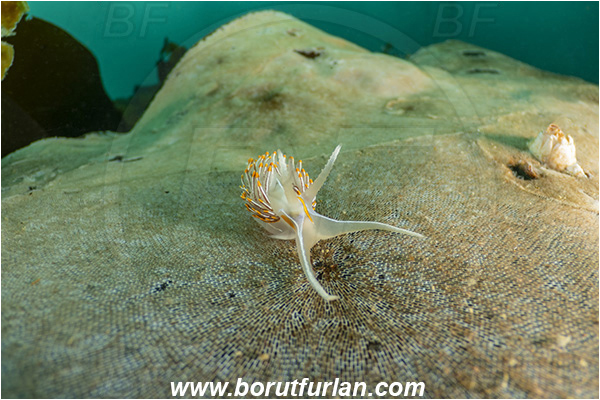 Port Hardy area, Vancouver island, British Columbia, Canada, Pacific ocean, Hermissenda crassicornis, Hermissenda, Myrrhinidae, Gastropoda, Mollusca, Mollusc, Horned Nudibranch, Opalescent nudibranch, Nudibranch