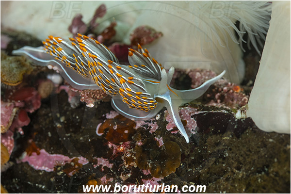 Port Hardy area, Vancouver island, British Columbia, Canada, Pacific ocean, Hermissenda crassicornis, Hermissenda, Myrrhinidae, Gastropoda, Mollusca, Mollusc, Horned Nudibranch, Opalescent nudibranch, Nudibranch