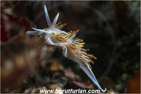 Port Hardy area, Vancouver island, British Columbia, Canada, Pacific ocean, Hermissenda crassicornis, Hermissenda, Myrrhinidae, Gastropoda, Mollusca, Mollusc, Horned Nudibranch, Opalescent nudibranch, Nudibranch