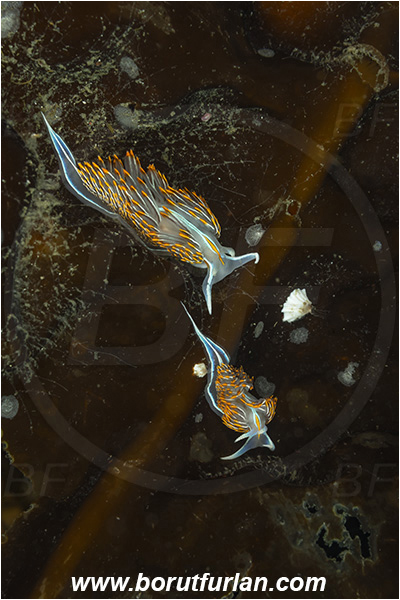 Port Hardy area, Vancouver island, British Columbia, Canada, Pacific ocean, Hermissenda crassicornis, Hermissenda, Myrrhinidae, Gastropoda, Mollusca, Mollusc, Horned Nudibranch, Opalescent nudibranch, Nudibranch