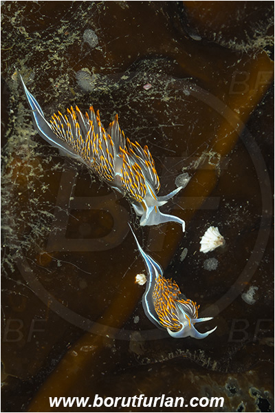 Port Hardy area, Vancouver island, British Columbia, Canada, Pacific ocean, Hermissenda crassicornis, Hermissenda, Myrrhinidae, Gastropoda, Mollusca, Mollusc, Horned Nudibranch, Opalescent nudibranch, Nudibranch