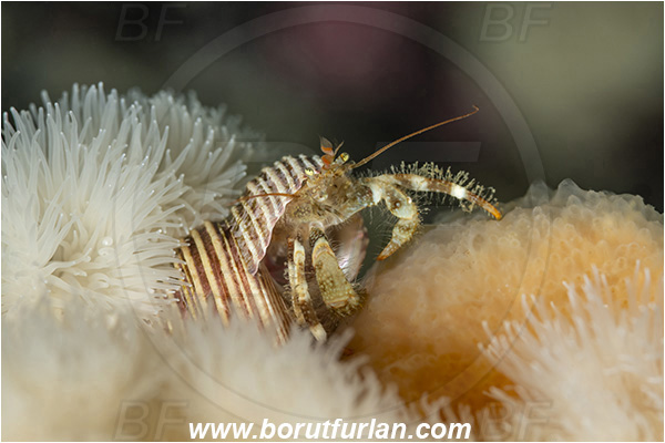Port Hardy area, Vancouver island, British Columbia, Canada, Pacific ocean, Pagurus caurinus, Pagurus, Paguridae, Decapoda, Crustacea, Crustacean, Greenmark hermit crab, Hermit crab