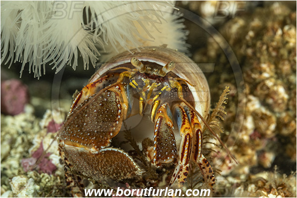 Port Hardy area, Vancouver island, British Columbia, Canada, Pacific ocean, Elassochirus tenuimanus, Elassochirus, Paguridae, Decapoda, Crustacea, Crustacean, Widehand hermit crab, Hermit crab