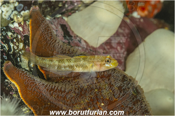 Port Hardy area, Vancouver island, British Columbia, Canada, Pacific ocean, Rhinogobiops nicholsii, Rhinogobiops, Gobiidae, Fish, Blackeye goby, Goby