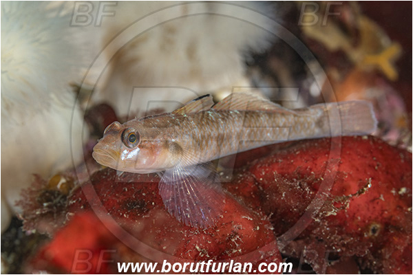 Port Hardy area, Vancouver island, British Columbia, Canada, Pacific ocean, Rhinogobiops nicholsii, Rhinogobiops, Gobiidae, Fish, Blackeye goby, Goby