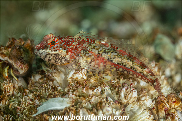 Port Hardy area, Vancouver island, British Columbia, Canada, Pacific ocean, Artedius harringtoni, Artedius, Cottidae, Scalyhead sculpin, Sculpin, Fish