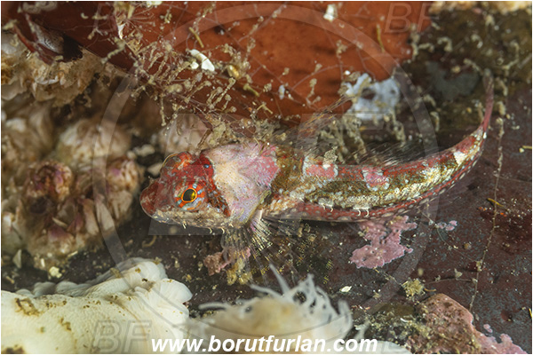 Port Hardy area, Vancouver island, British Columbia, Canada, Pacific ocean, Artedius harringtoni, Artedius, Cottidae, Scalyhead sculpin, Sculpin, Fish
