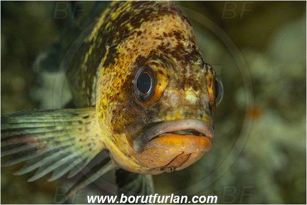 Port Hardy area, Vancouver island, British Columbia, Canada, Pacific ocean, Sebastes maliger, Sebastes, Sebastidae, Quillback rockfish, Rockfish, Fish, Portrait