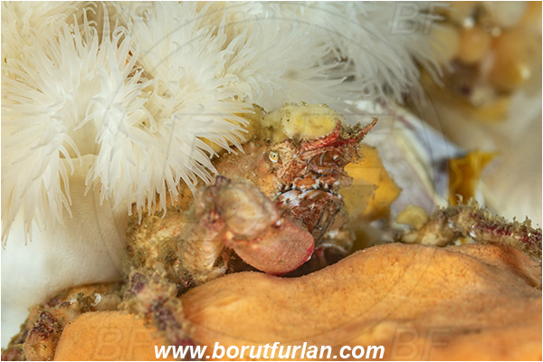 Port Hardy area, Vancouver island, British Columbia, Canada, Pacific ocean, Scyra acutifrons, Scyra, Epialtidae, Decapoda, Crustacea, Crustacean, Sharpnose crab, Crab