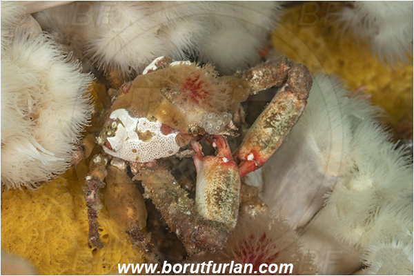 Port Hardy area, Vancouver island, British Columbia, Canada, Pacific ocean, Scyra acutifrons, Scyra, Epialtidae, Decapoda, Crustacea, Crustacean, Sharpnose crab, Crab