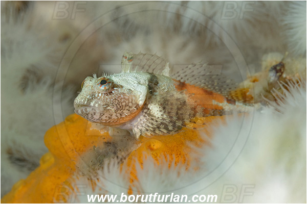Port Hardy area, Vancouver island, British Columbia, Canada, Pacific ocean, Artedius harringtoni, Artedius, Cottidae, Scalyhead sculpin, Sculpin, Fish