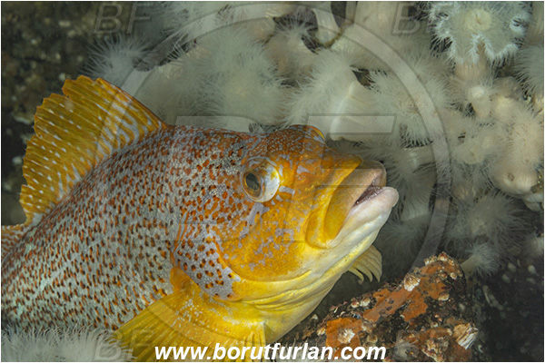 Port Hardy area, Vancouver island, British Columbia, Canada, Pacific ocean, Hexagrammos decagrammus, Hexagrammos, Hexagrammidae, Kelp greenling, Fish, Female, Portrait, Greenling