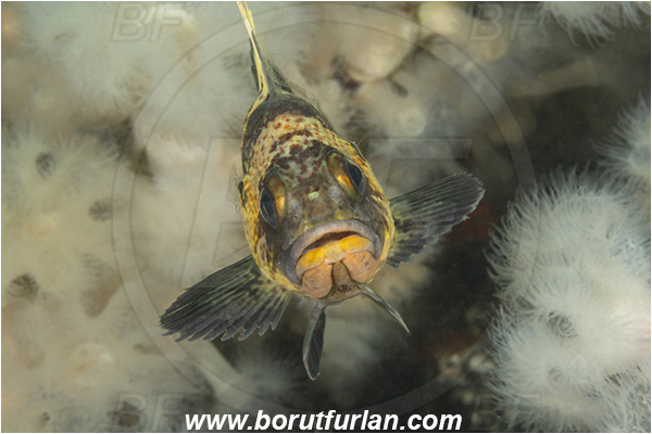 Port Hardy area, Vancouver island, British Columbia, Canada, Pacific ocean, Sebastes maliger, Sebastes, Sebastidae, Quillback rockfish, Rockfish, Fish, Portrait