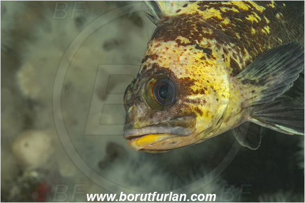 Port Hardy area, Vancouver island, British Columbia, Canada, Pacific ocean, Sebastes maliger, Sebastes, Sebastidae, Quillback rockfish, Rockfish, Fish, Portrait
