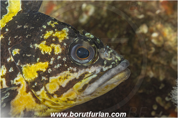 Port Hardy area, Vancouver island, British Columbia, Canada, Pacific ocean, Sebastes nebulosus, Sebastes, Sebastidae, China rockfish, Rockfish, Fish, Portrait