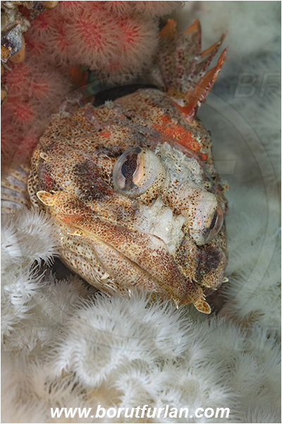 Port Hardy area, Vancouver island, British Columbia, Canada, Pacific ocean, Hemilepidotus hemilepidotus, Hemilepidotus, Cottidae, Red Irish lord, Fish, Portrait