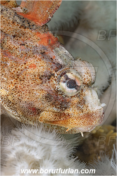 Port Hardy area, Vancouver island, British Columbia, Canada, Pacific ocean, Hemilepidotus hemilepidotus, Hemilepidotus, Cottidae, Red Irish lord, Fish, Portrait