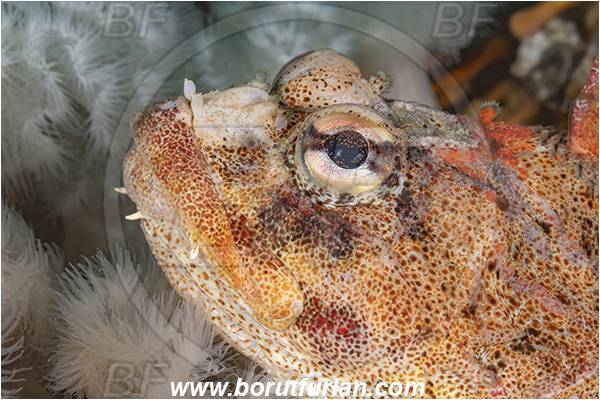 Port Hardy area, Vancouver island, British Columbia, Canada, Pacific ocean, Hemilepidotus hemilepidotus, Hemilepidotus, Cottidae, Red Irish lord, Fish, Portrait