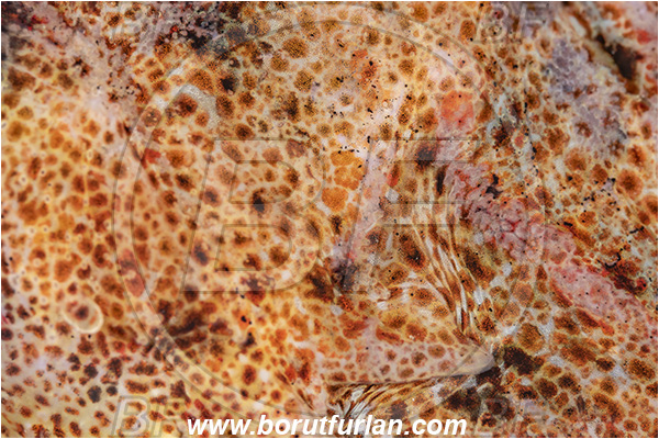 Port Hardy area, Vancouver island, British Columbia, Canada, Pacific ocean, Hemilepidotus hemilepidotus, Hemilepidotus, Cottidae, Red Irish lord, Fish, Abstract