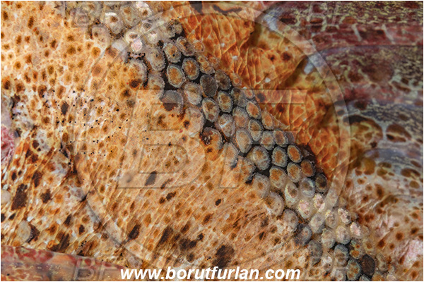 Port Hardy area, Vancouver island, British Columbia, Canada, Pacific ocean, Hemilepidotus hemilepidotus, Hemilepidotus, Cottidae, Red Irish lord, Fish, Abstract