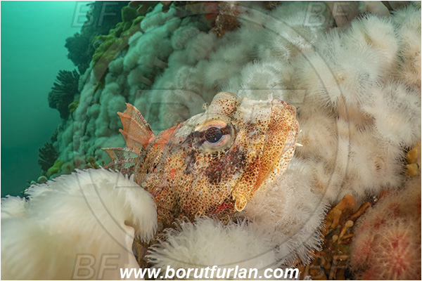 Port Hardy area, Vancouver island, British Columbia, Canada, Pacific ocean, Hemilepidotus hemilepidotus, Hemilepidotus, Cottidae, Red Irish lord, Fish, Reef, Portrait