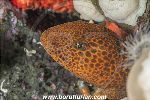 Port Hardy area, Vancouver island, British Columbia, Canada, Pacific ocean, Anarrhichthys ocellatus, Anarrhichthys, Anarhichadidae, Wolf-eel, Fish, Juvenile, Portrait