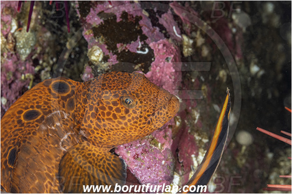 Port Hardy area, Vancouver island, British Columbia, Canada, Pacific ocean, Anarrhichthys ocellatus, Anarrhichthys, Anarhichadidae, Wolf-eel, Fish, Juvenile, Portrait