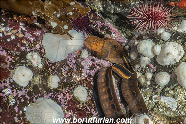 Port Hardy area, Vancouver island, British Columbia, Canada, Pacific ocean, Anarrhichthys ocellatus, Anarrhichthys, Anarhichadidae, Wolf-eel, Fish, Juvenile