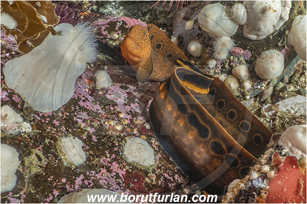 Port Hardy area, Vancouver island, British Columbia, Canada, Pacific ocean, Anarrhichthys ocellatus, Anarrhichthys, Anarhichadidae, Wolf-eel, Fish, Juvenile