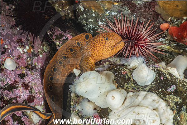 Port Hardy area, Vancouver island, British Columbia, Canada, Pacific ocean, Anarrhichthys ocellatus, Anarrhichthys, Anarhichadidae, Wolf-eel, Fish, Juvenile