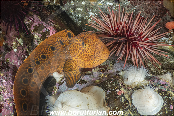 Port Hardy area, Vancouver island, British Columbia, Canada, Pacific ocean, Anarrhichthys ocellatus, Anarrhichthys, Anarhichadidae, Wolf-eel, Fish, Juvenile