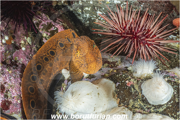 Port Hardy area, Vancouver island, British Columbia, Canada, Pacific ocean, Anarrhichthys ocellatus, Anarrhichthys, Anarhichadidae, Wolf-eel, Fish, Juvenile