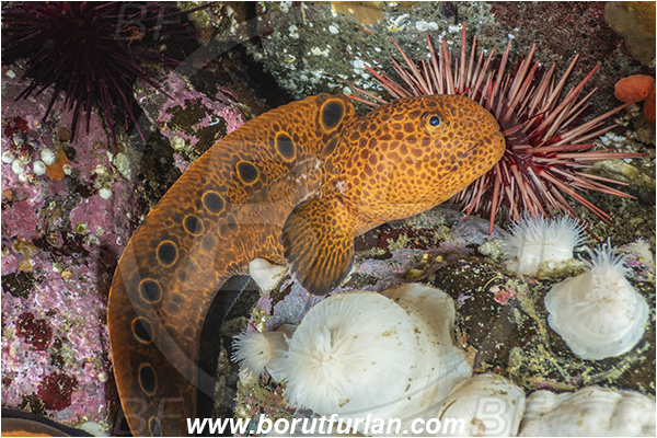 Port Hardy area, Vancouver island, British Columbia, Canada, Pacific ocean, Anarrhichthys ocellatus, Anarrhichthys, Anarhichadidae, Wolf-eel, Fish, Juvenile